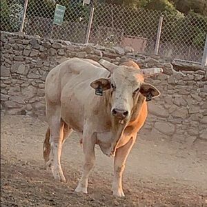 Meet your Posher, Raudel